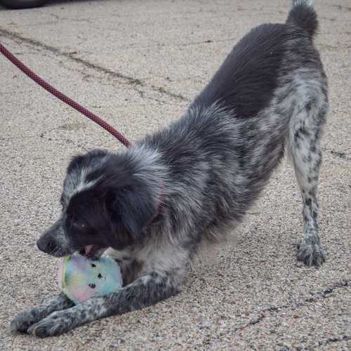 Gloria, an adoptable Australian Shepherd / Border Collie / Mixed at Animal House Shelter — photo 5