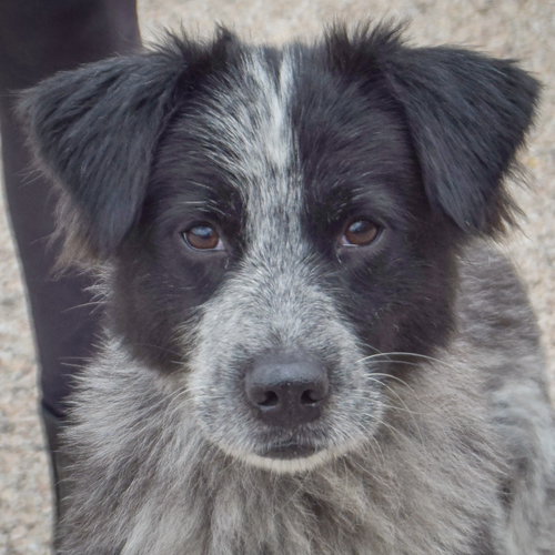 Gloria, an adoptable Australian Shepherd / Border Collie / Mixed at Animal House Shelter — photo 6