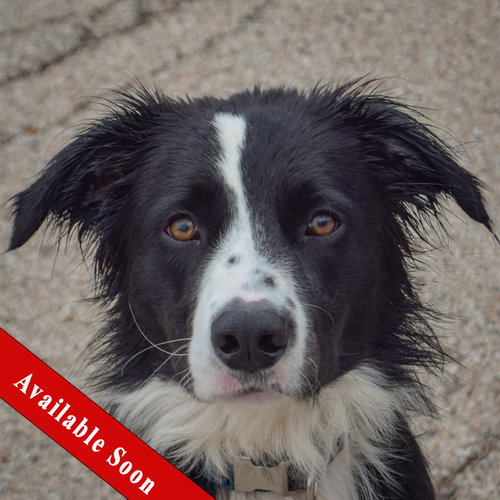 Ozzie, Border Collie / Mixed