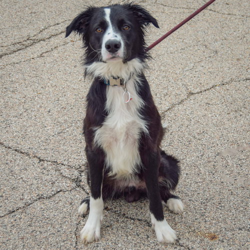 Ozzie, an adoptable Border Collie / Mixed at Animal House Shelter — photo 2