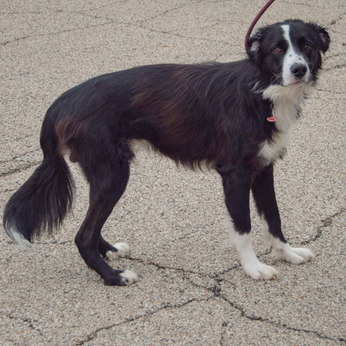 Ozzie, an adoptable Border Collie / Mixed at Animal House Shelter — photo 3