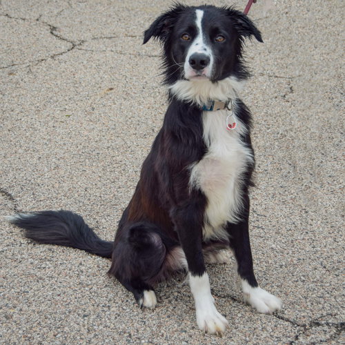 Ozzie, an adoptable Border Collie / Mixed at Animal House Shelter — photo 4