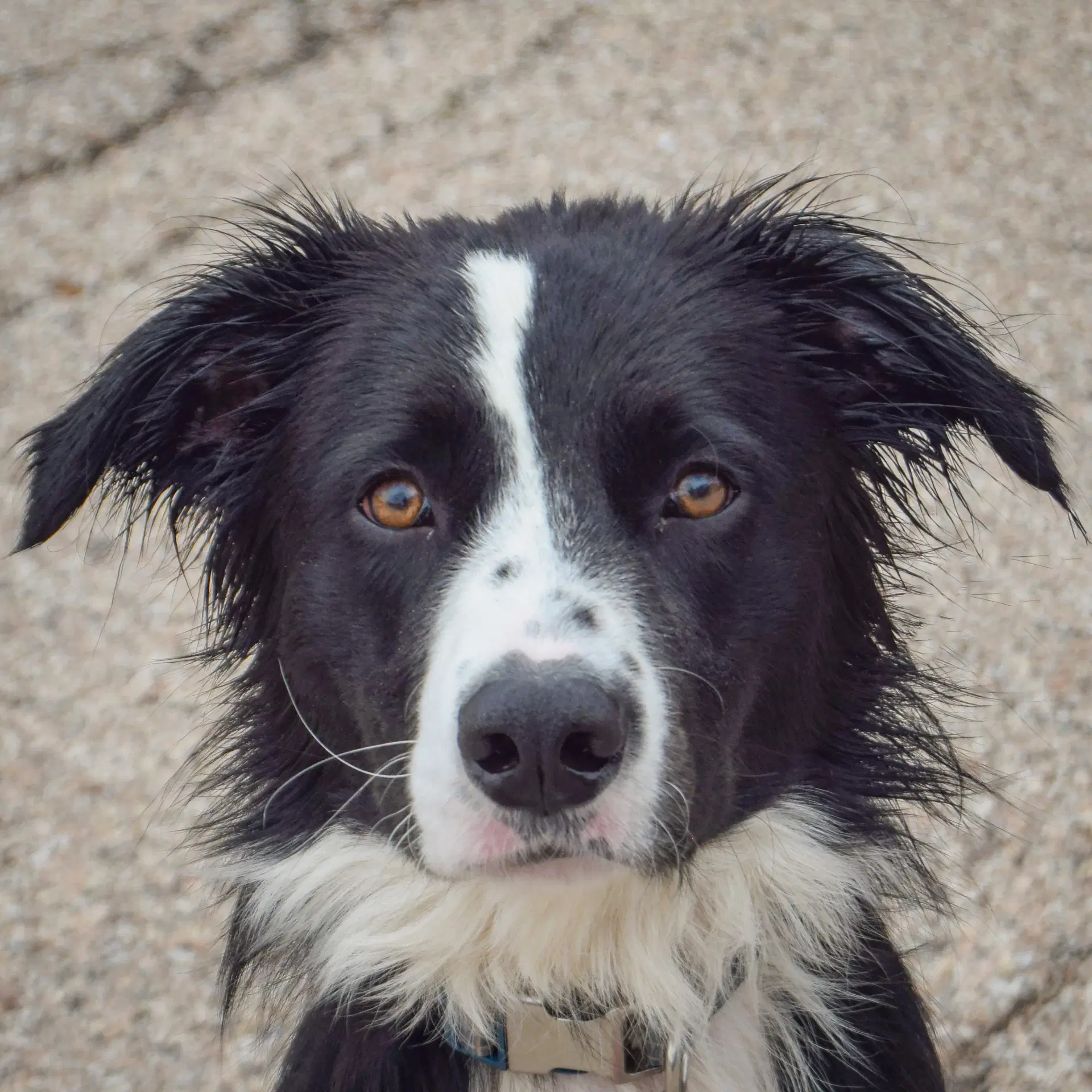 Ozzie image 4