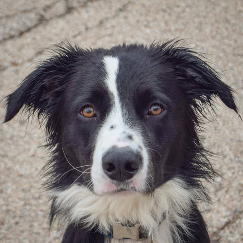 Ozzie, an adoptable Border Collie / Mixed at Animal House Shelter — photo 5