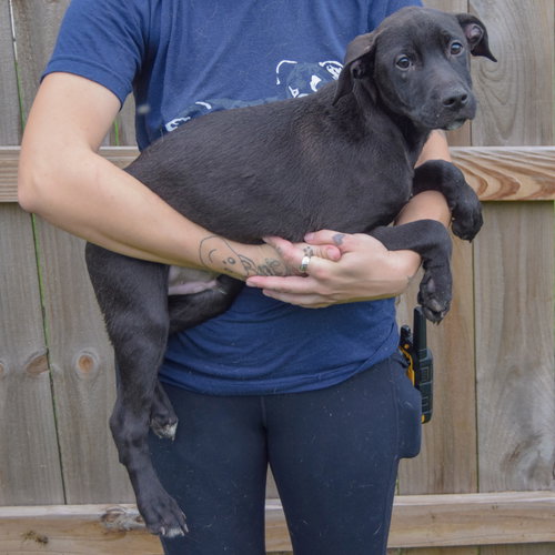 Bones, an adoptable Vizsla / Black Labrador Retriever / Mixed at Animal House Shelter — photo 2