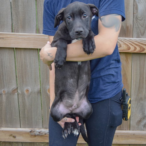 Bones, an adoptable Vizsla / Black Labrador Retriever / Mixed at Animal House Shelter — photo 3