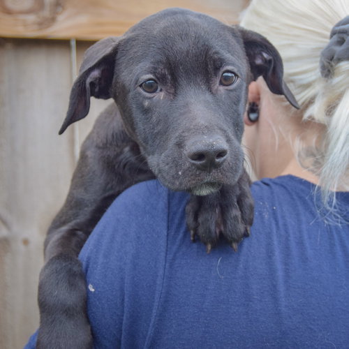 Bones, an adoptable Vizsla / Black Labrador Retriever / Mixed at Animal House Shelter — photo 4