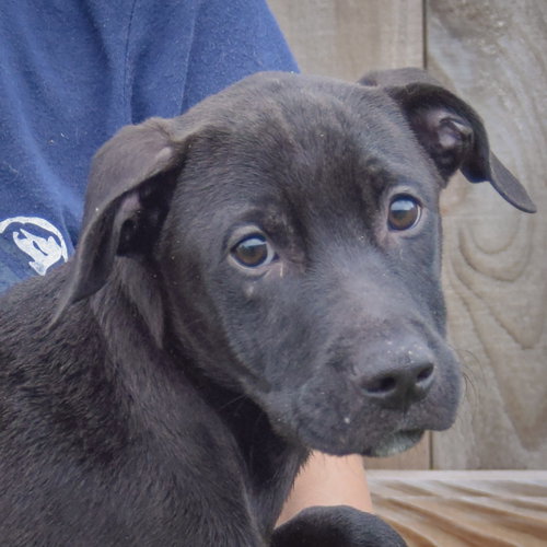 Bones, an adoptable Vizsla / Black Labrador Retriever / Mixed at Animal House Shelter — photo 5