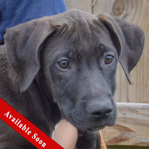 Boo, Vizsla / Black Labrador Retriever / Mixed