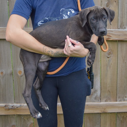 Boo, an adoptable Vizsla / Black Labrador Retriever / Mixed at Animal House Shelter — photo 2