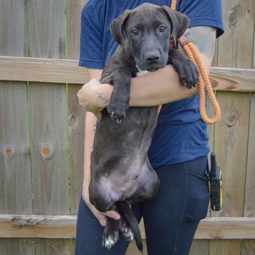 Boo, an adoptable Vizsla / Black Labrador Retriever / Mixed at Animal House Shelter — photo 3