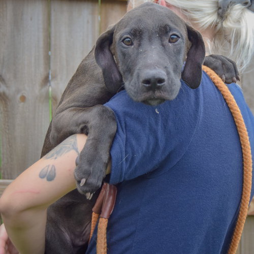 Boo, an adoptable Vizsla / Black Labrador Retriever / Mixed at Animal House Shelter — photo 4