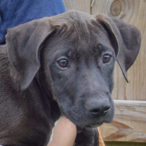 Boo, an adoptable Vizsla / Black Labrador Retriever / Mixed at Animal House Shelter — photo 5