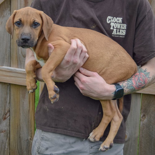 Grimm, an adoptable Vizsla / Labrador Retriever / Mixed at Animal House Shelter — photo 2
