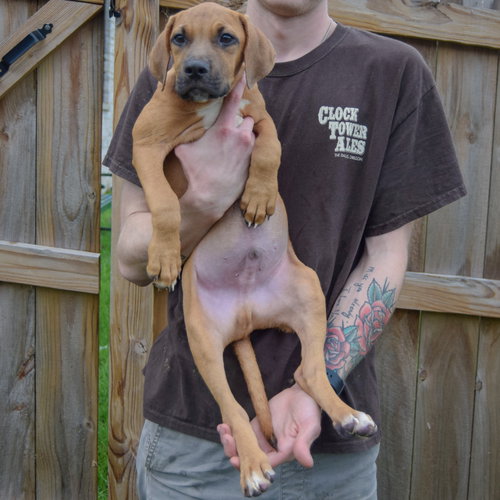 Grimm, an adoptable Vizsla / Labrador Retriever / Mixed at Animal House Shelter — photo 3