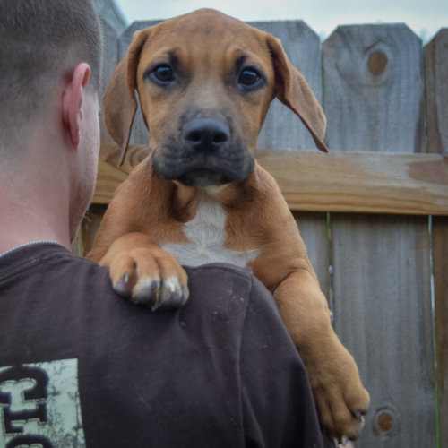 Grimm, an adoptable Vizsla / Labrador Retriever / Mixed at Animal House Shelter — photo 4