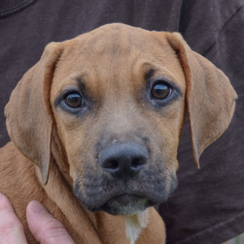 Grimm, an adoptable Vizsla / Labrador Retriever / Mixed at Animal House Shelter — photo 5