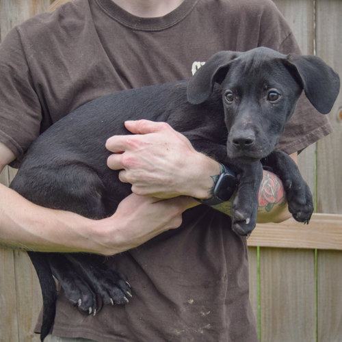 Jinx, an adoptable Vizsla / Labrador Retriever / Mixed at Animal House Shelter — photo 2