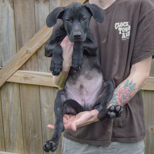 Jinx, an adoptable Vizsla / Labrador Retriever / Mixed at Animal House Shelter — photo 3