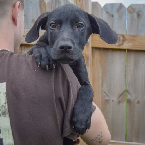 Jinx, an adoptable Vizsla / Labrador Retriever / Mixed at Animal House Shelter — photo 4