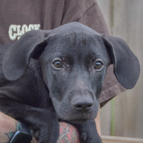 Jinx, an adoptable Vizsla / Labrador Retriever / Mixed at Animal House Shelter — photo 5