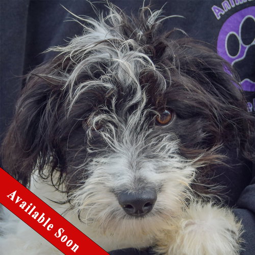 Anna Bella, Australian Shepherd / Poodle (Standard) / Mixed