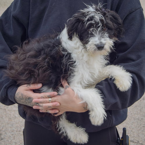 Anna Bella, an adoptable Australian Shepherd / Poodle (Standard) / Mixed at Animal House Shelter — photo 2