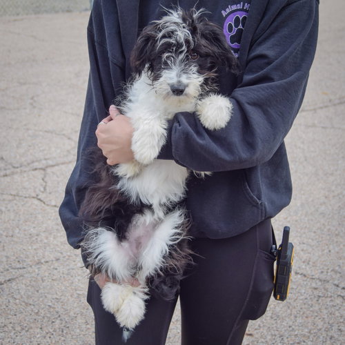Anna Bella, an adoptable Australian Shepherd / Poodle (Standard) / Mixed at Animal House Shelter — photo 3