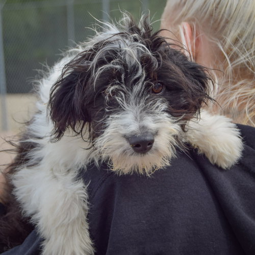 Anna Bella, an adoptable Australian Shepherd / Poodle (Standard) / Mixed at Animal House Shelter — photo 4