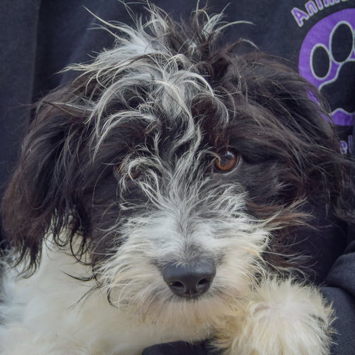 Anna Bella, an adoptable Australian Shepherd / Poodle (Standard) / Mixed at Animal House Shelter — photo 5