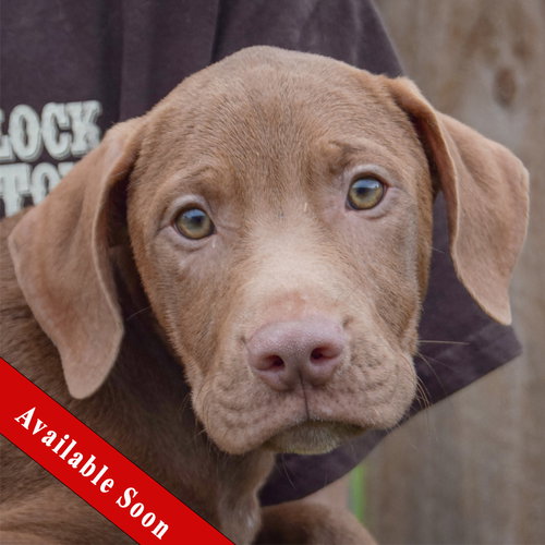 Pumpkin, Vizsla / Labrador Retriever / Mixed