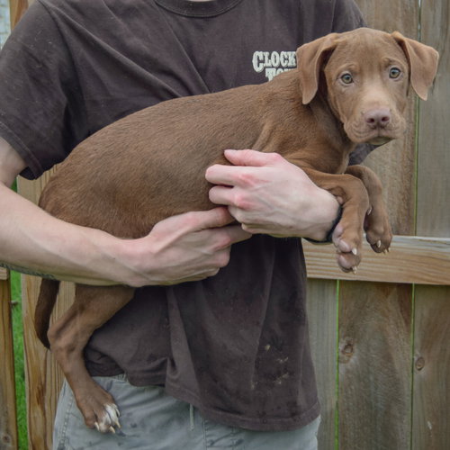 Pumpkin, an adoptable Vizsla / Labrador Retriever / Mixed at Animal House Shelter — photo 2