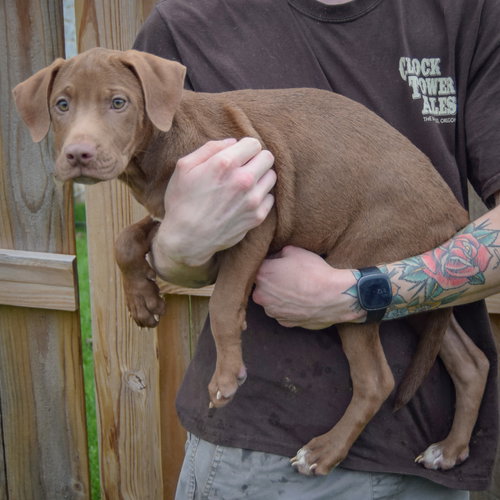 Pumpkin, an adoptable Vizsla / Labrador Retriever / Mixed at Animal House Shelter — photo 3