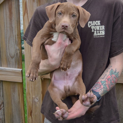 Pumpkin, an adoptable Vizsla / Labrador Retriever / Mixed at Animal House Shelter — photo 4