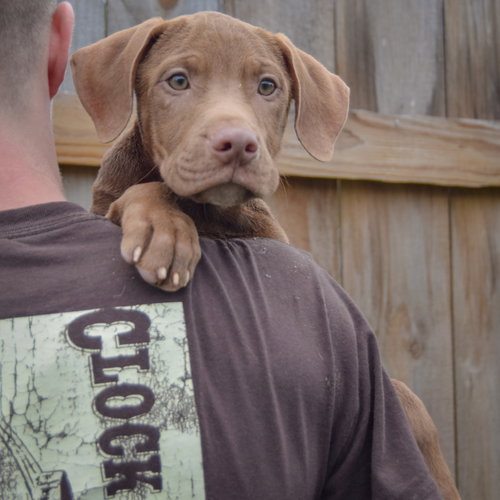 Pumpkin, an adoptable Vizsla / Labrador Retriever / Mixed at Animal House Shelter — photo 5