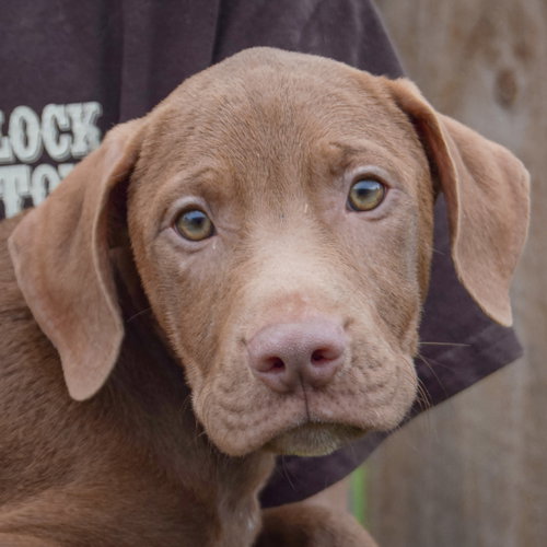 Pumpkin, an adoptable Vizsla / Labrador Retriever / Mixed at Animal House Shelter — photo 6