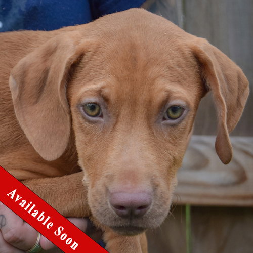 Raven, Vizsla / Labrador Retriever / Mixed