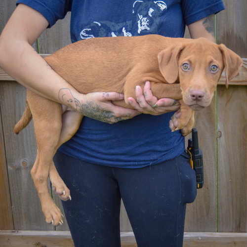 Raven, an adoptable Vizsla / Labrador Retriever / Mixed at Animal House Shelter — photo 2