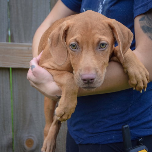 Raven, an adoptable Vizsla / Labrador Retriever / Mixed at Animal House Shelter — photo 3