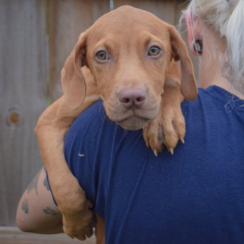 Raven, an adoptable Vizsla / Labrador Retriever / Mixed at Animal House Shelter — photo 5