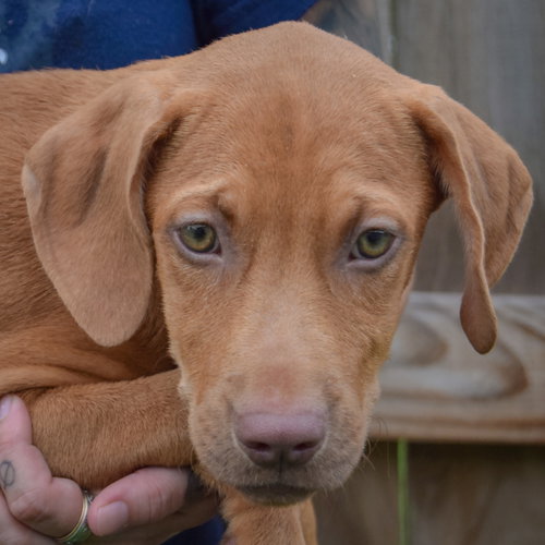Raven, an adoptable Vizsla / Labrador Retriever / Mixed at Animal House Shelter — photo 6
