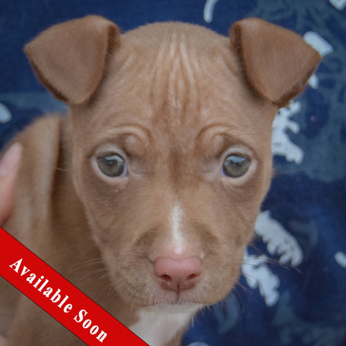 Vonya available through Animal House Shelter