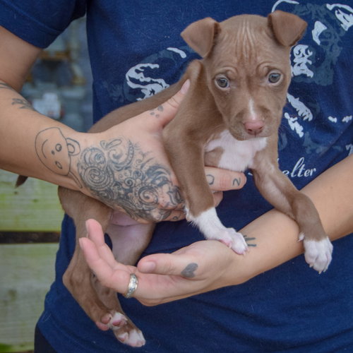 Vonya, an adoptable American Staffordshire Terrier / Boxer / Mixed at Animal House Shelter — photo 2