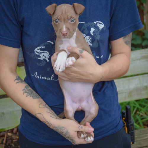 Vonya, an adoptable American Staffordshire Terrier / Boxer / Mixed at Animal House Shelter — photo 3