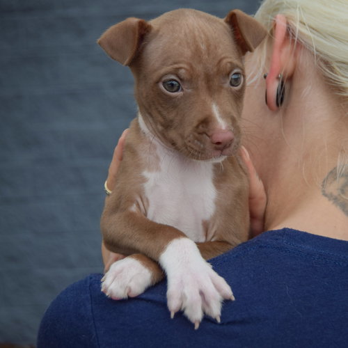 Vonya, an adoptable American Staffordshire Terrier / Boxer / Mixed at Animal House Shelter — photo 4