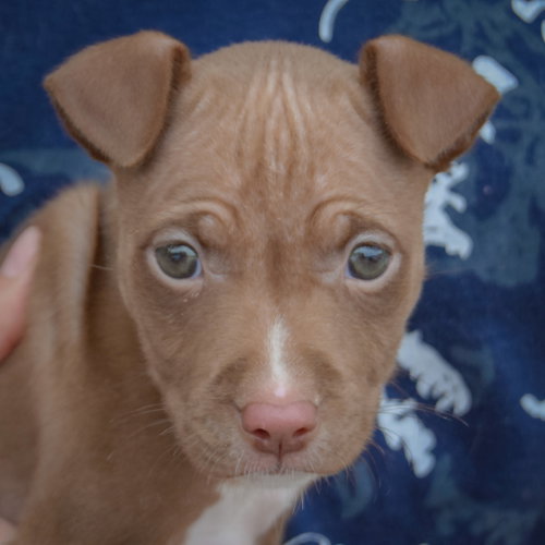 Vonya, an adoptable American Staffordshire Terrier / Boxer / Mixed at Animal House Shelter — photo 5