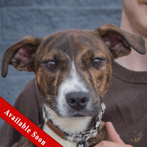 Vic available through Animal House Shelter