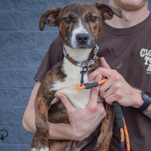 Vic, an adoptable Red Heeler / Boxer / Mixed at Animal House Shelter — photo 2