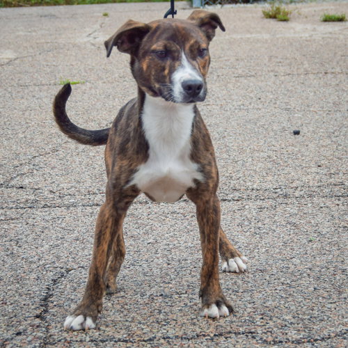 Vic, an adoptable Red Heeler / Boxer / Mixed at Animal House Shelter — photo 3