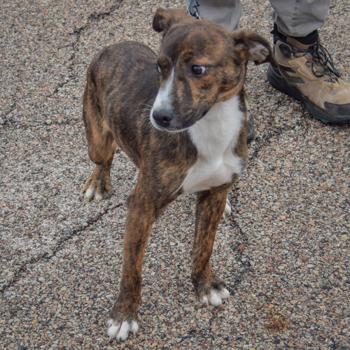 Vic, an adoptable Red Heeler / Boxer / Mixed at Animal House Shelter — photo 4